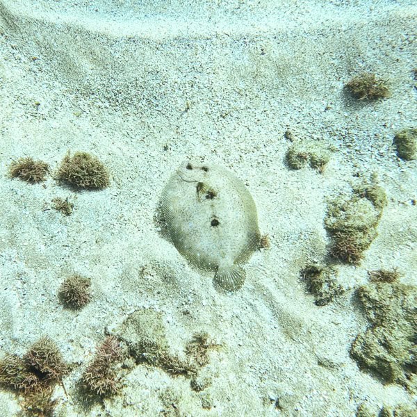 Flounder at Maluaka Beach Maui