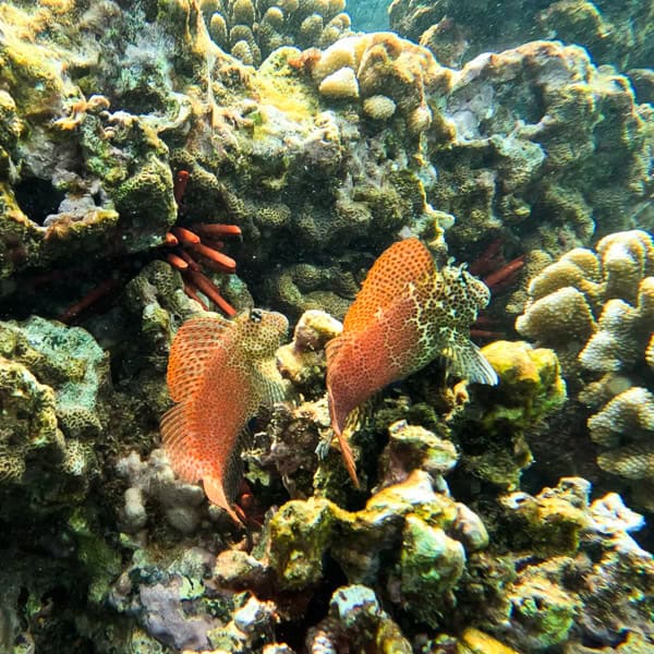 Leopard Blenny