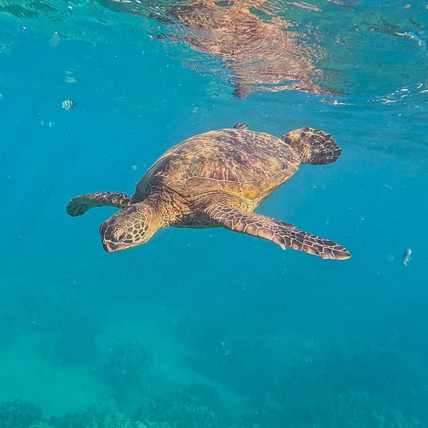 green sea turtle airport beach