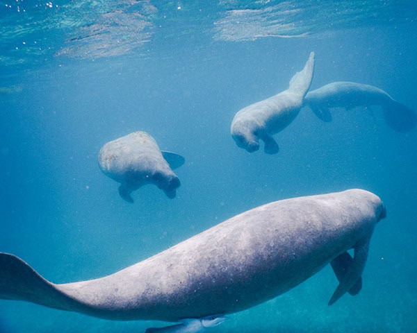 swimming with manatees