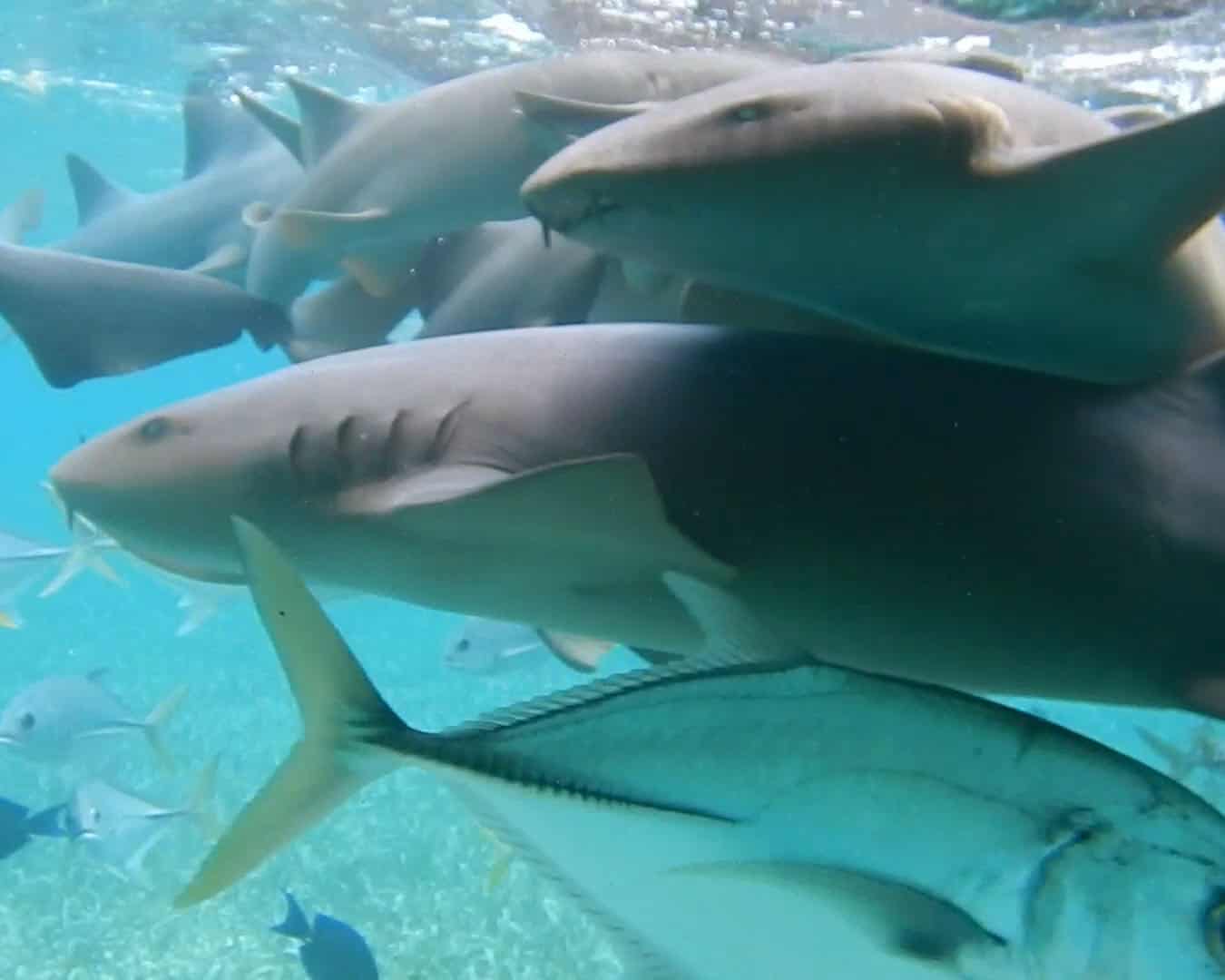 nurse sharks in belize