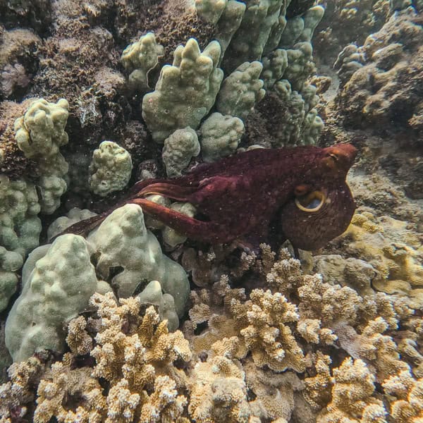 octopus at kapalua bay maui