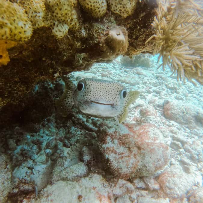 porcupine fish