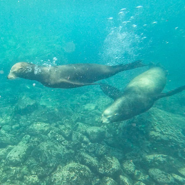 sea lions cabo pulmo