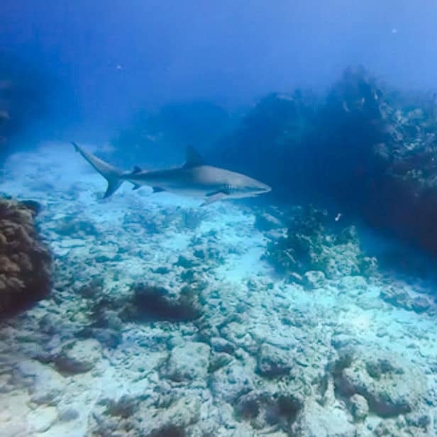 Caribbean reef shark
