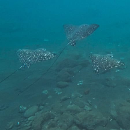 Spotted eagle rays at Honolua Bay
