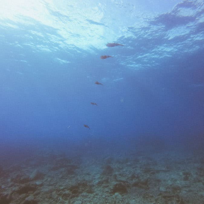 squid on dive in florida