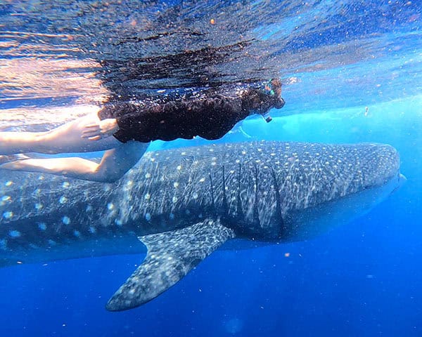 snorkeling with a whale shark