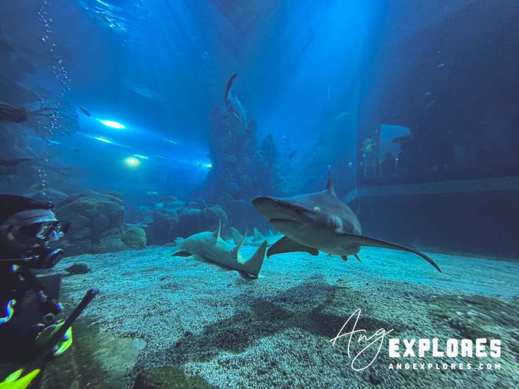 shark guide denver