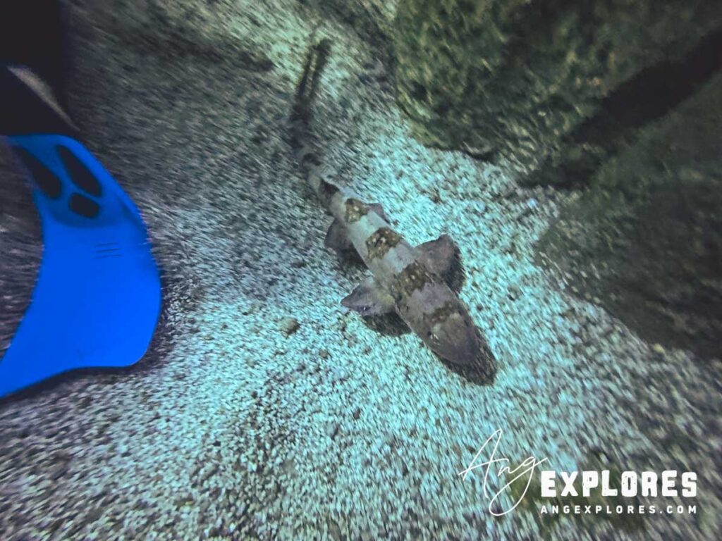 bamboo shark