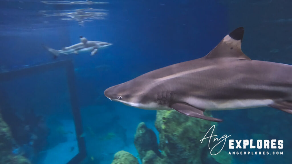 blacktip reef shark