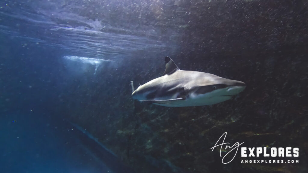 blacktip reef shark