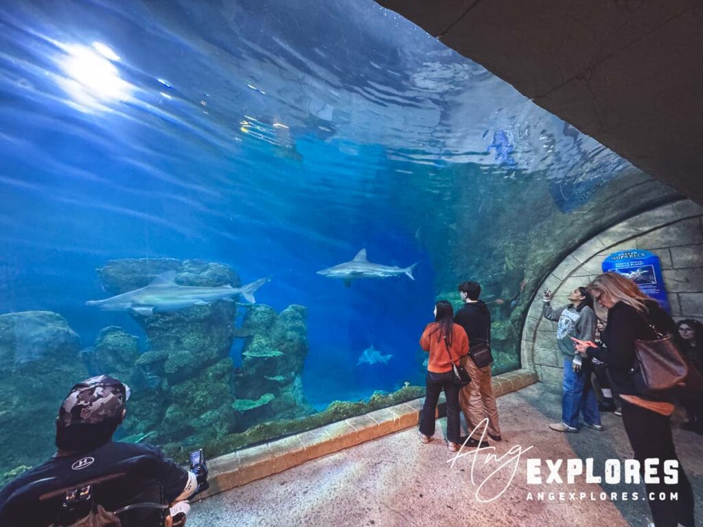 sunken shipwreck exhibit at downtown aquarium
