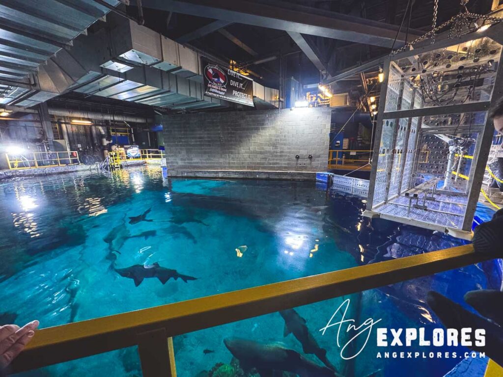 downtown aquarium shark tank from above