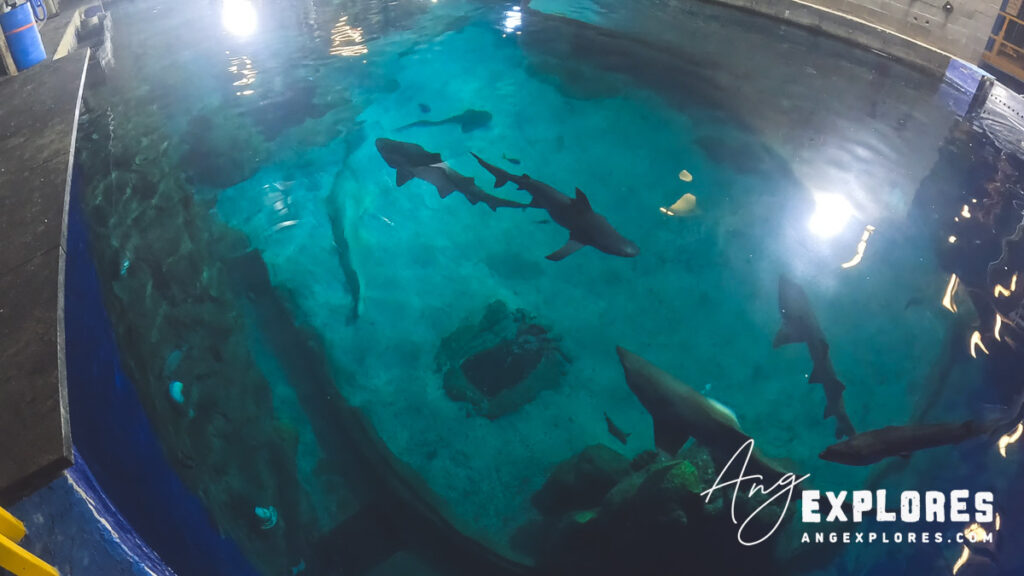 shark tank from above