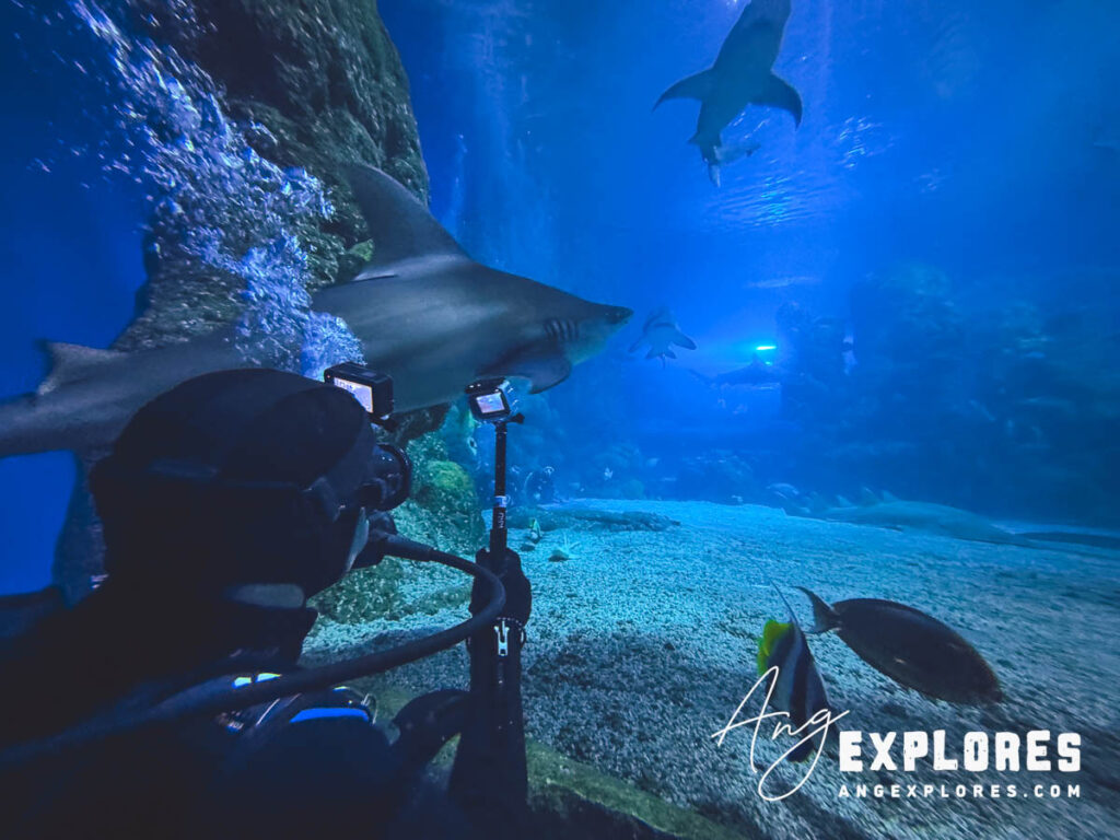 diving with sharks at the denver aquarium