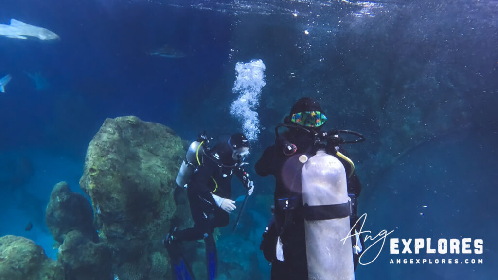 descending into shark tank