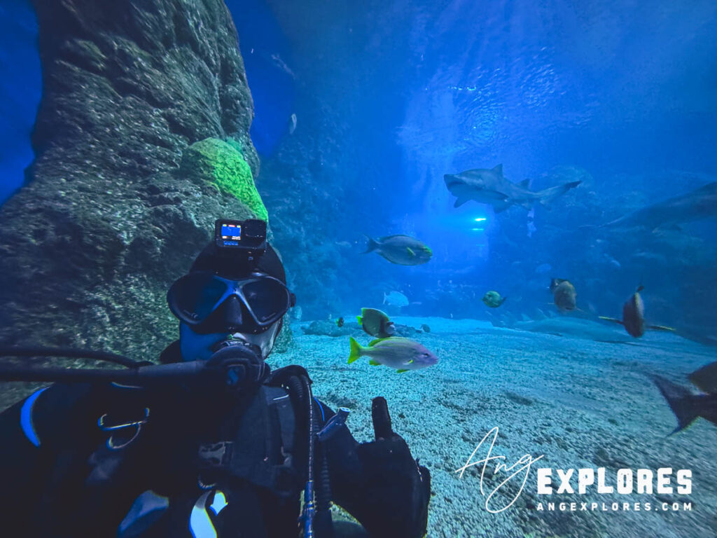 diver in shark tank