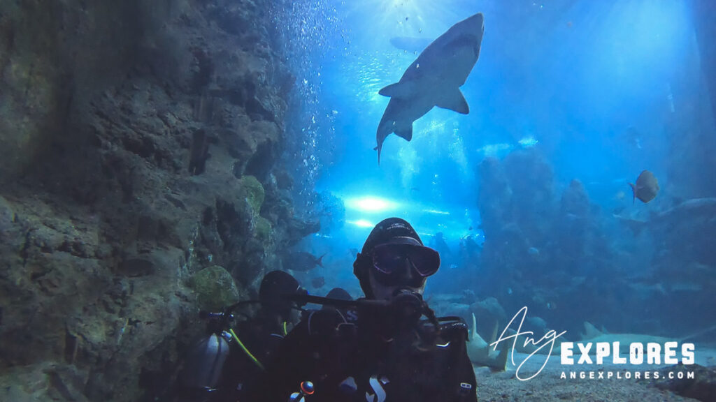 diver with shark