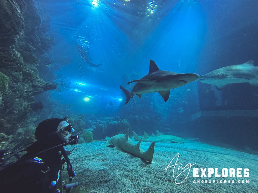 diving with sharks at the denver aquarium