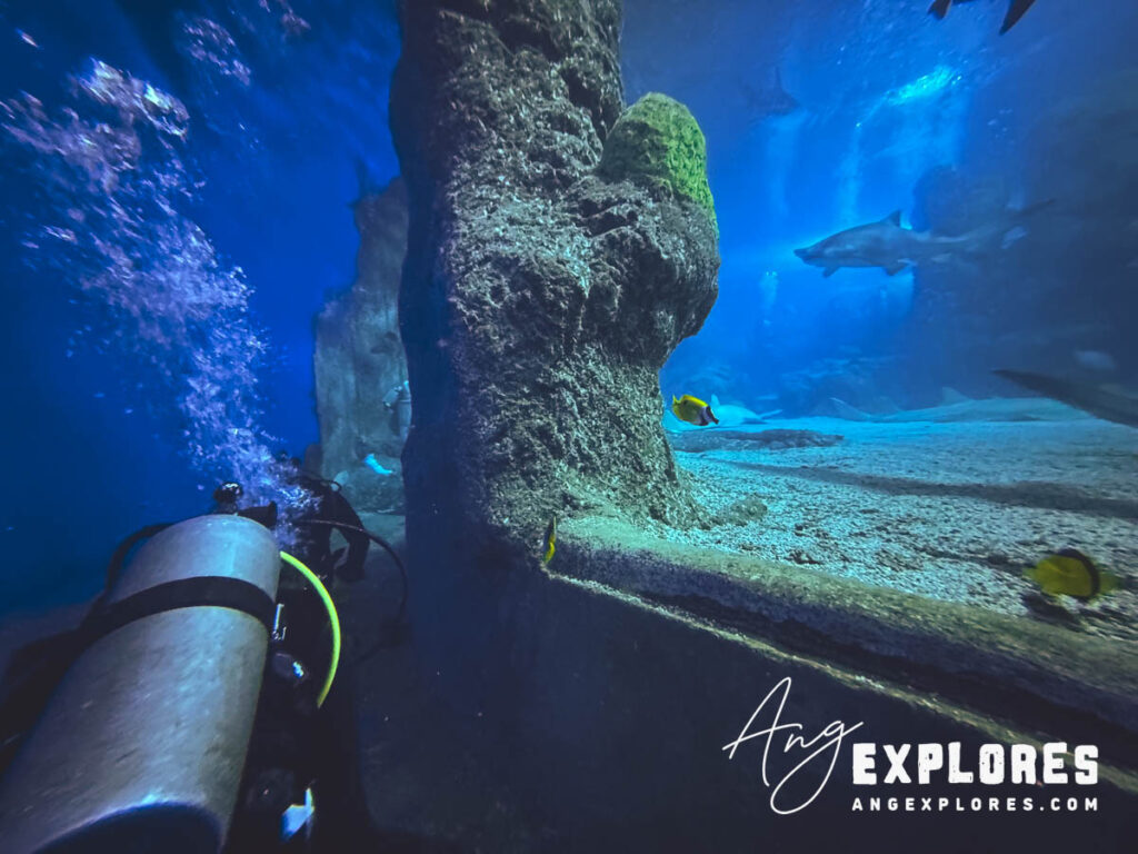 dive path denver shark dive