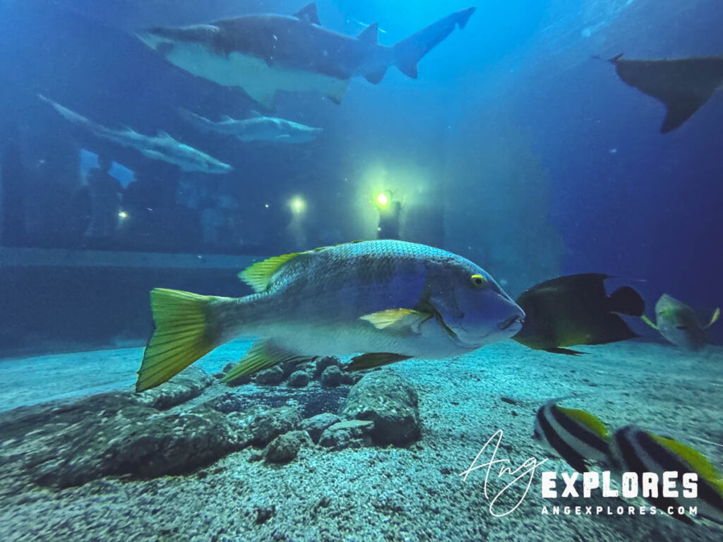 reef fish sunken shipwreck exhibit