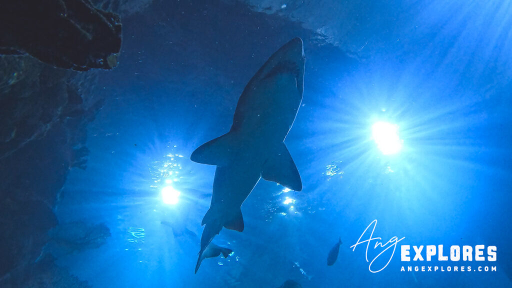 sand tiger shark from below