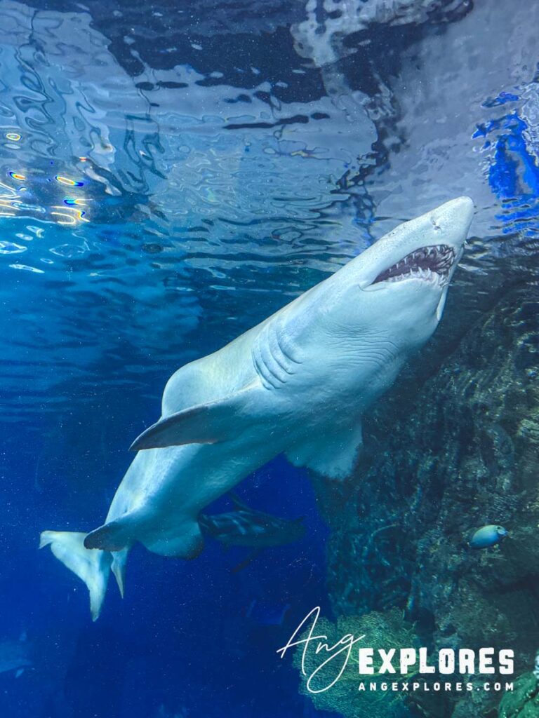sand tiger shark from below