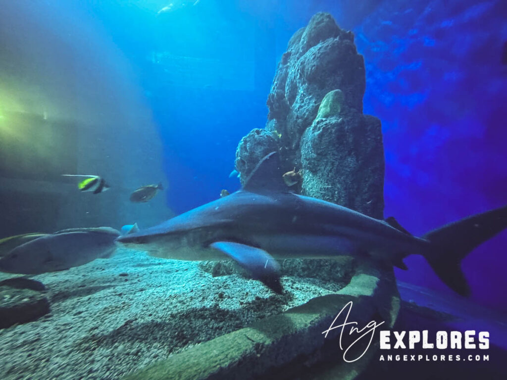 sandbar shark denver