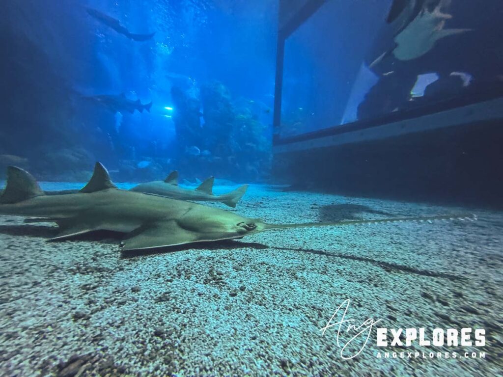 sawfish downtown denver