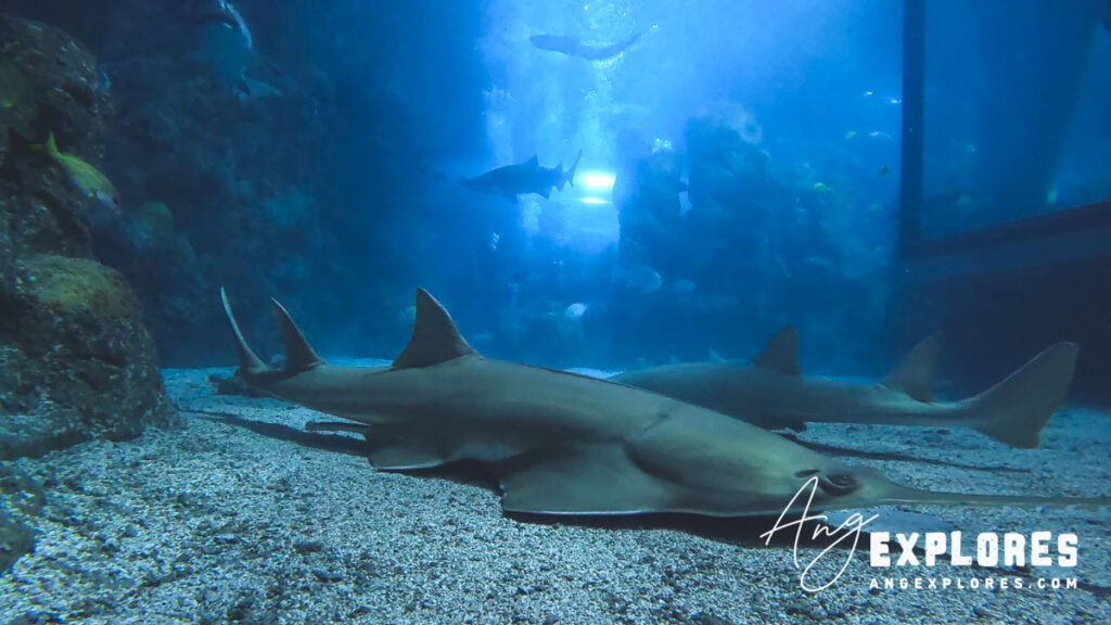 sawfish