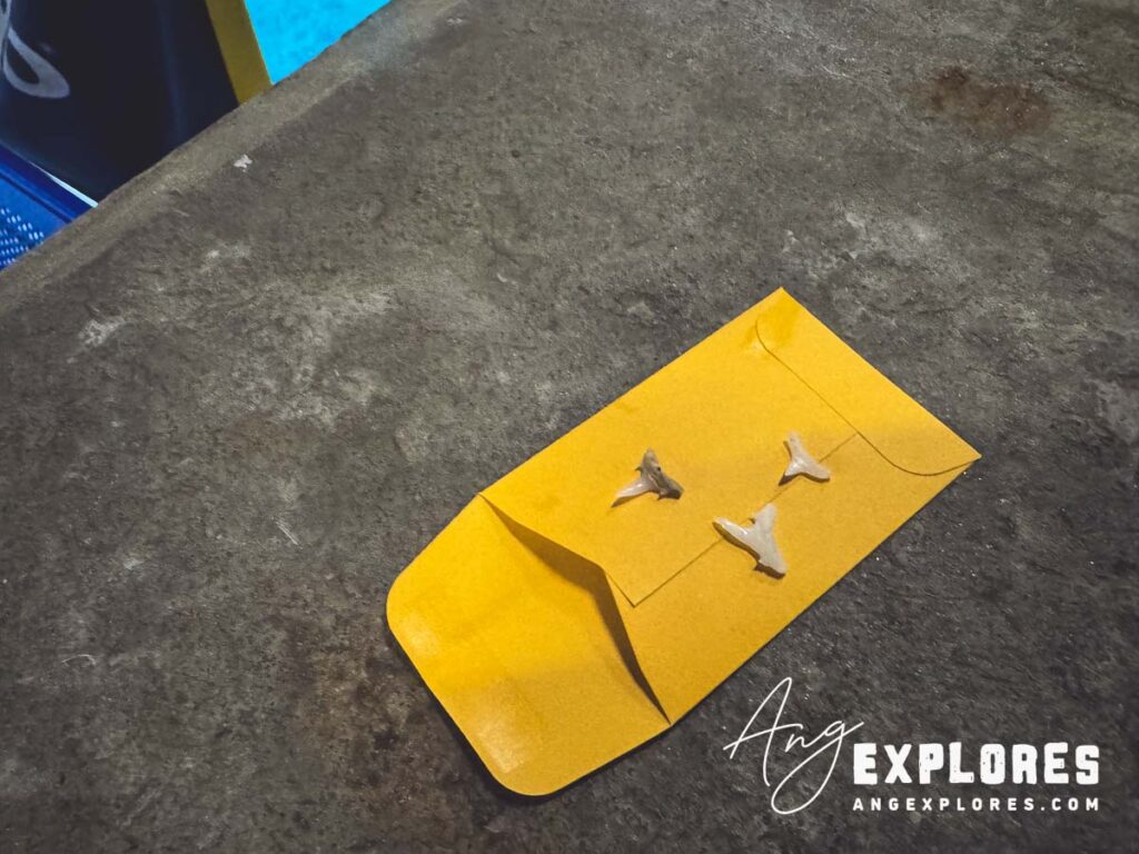 shark teeth found during shark dive at aquarium