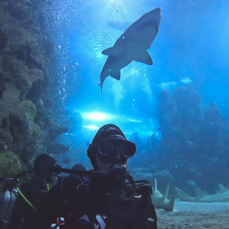 Diver with shark at the denver aquarium