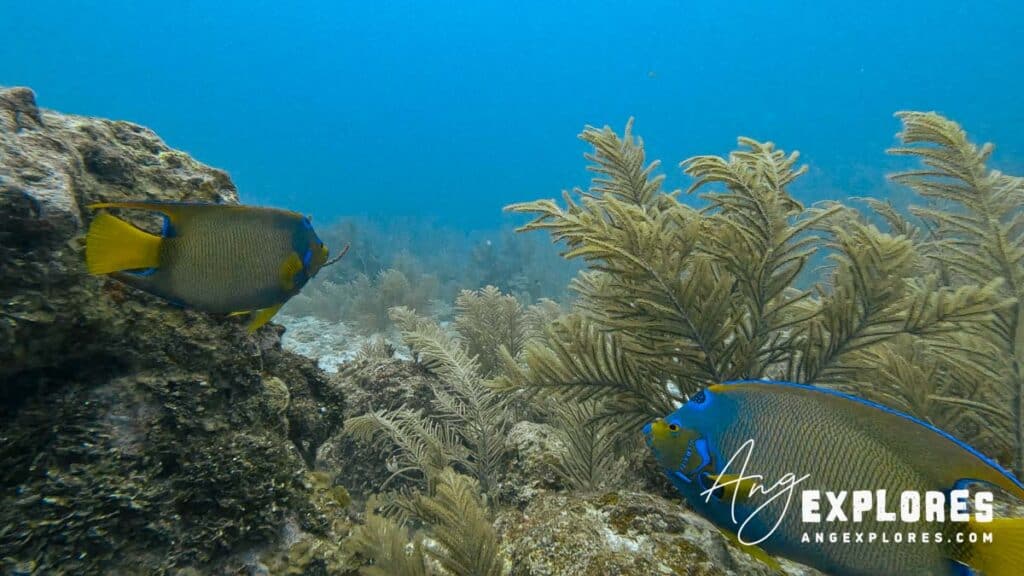 angelfish belize