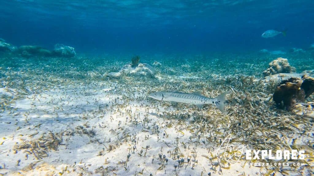 barracuda at hol chan, ambergris caye belize