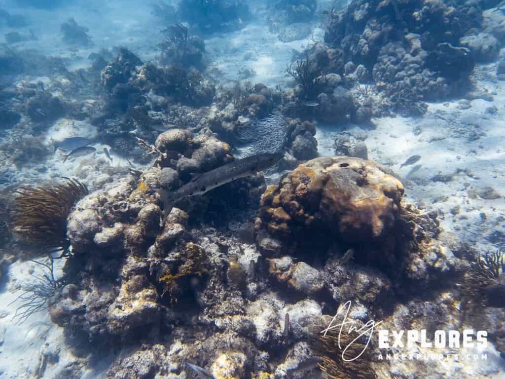 barracuda in the coral at hol chan, belize