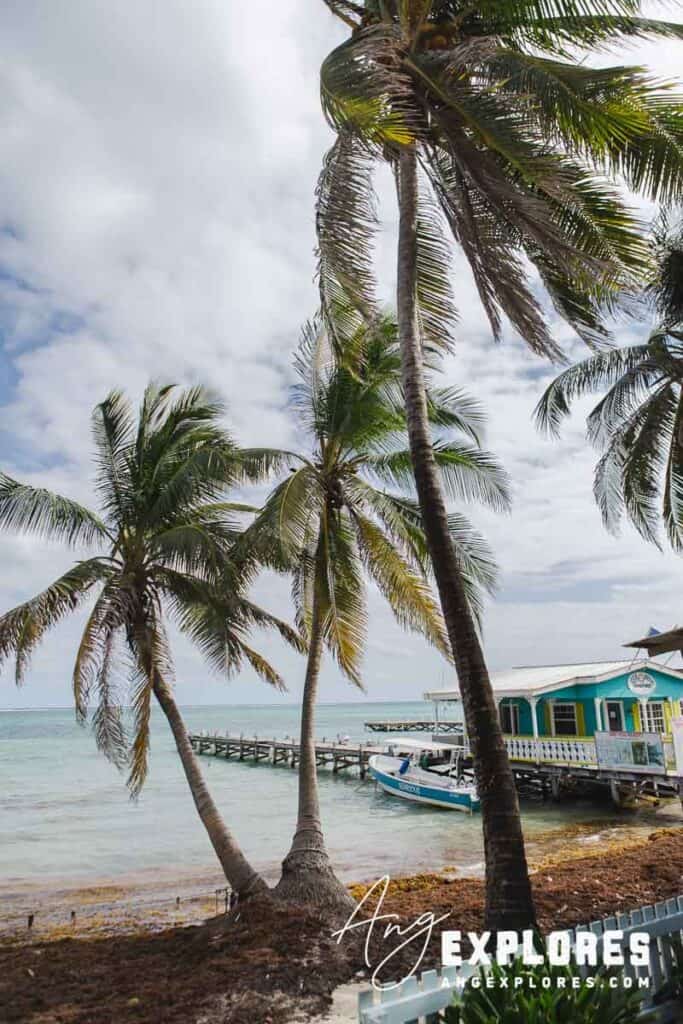 view from belize chocolate company