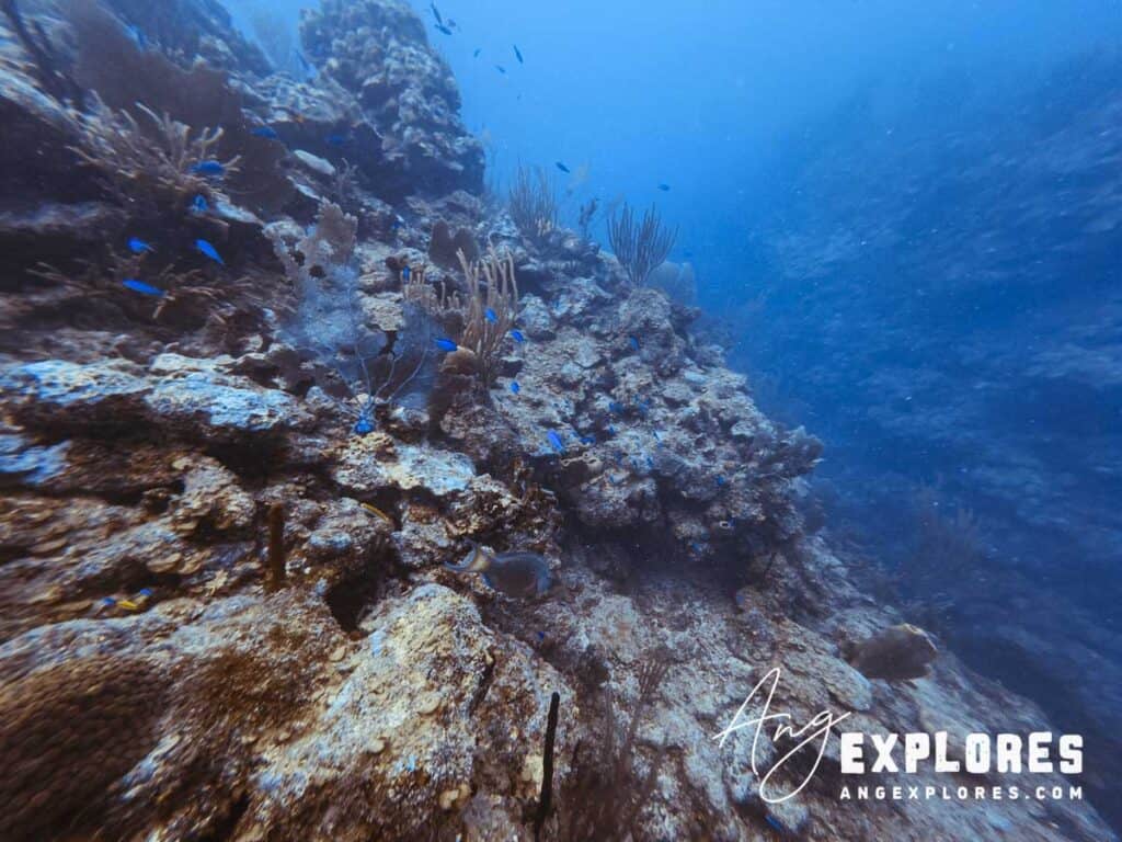 blue chromis, ambergris caye