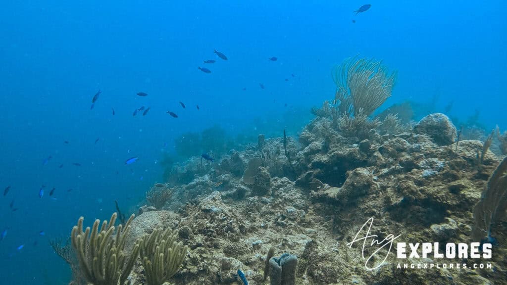 blue chromis belize