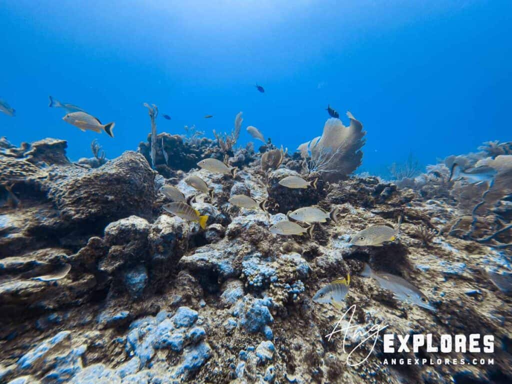blue stripped grunt on a dive