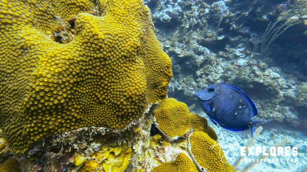 blue tang, Ambergris Caye