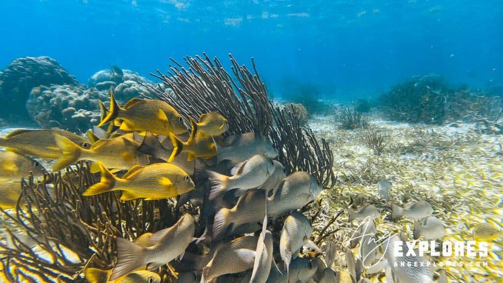 bluestripped grunt and sailor's grunt at hol chan reef