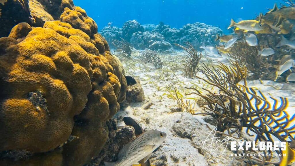 boulder star coral in belize