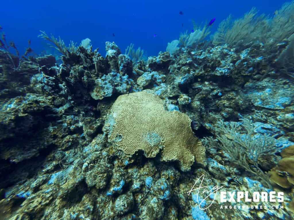 brain coral, belize