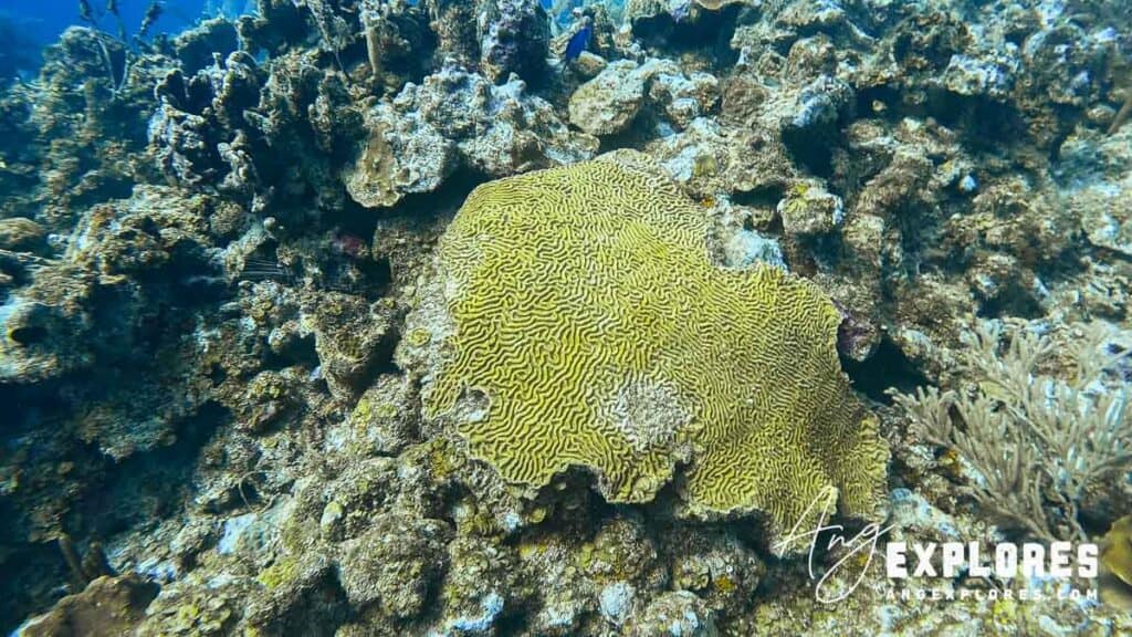 brain coral belize barrier reef