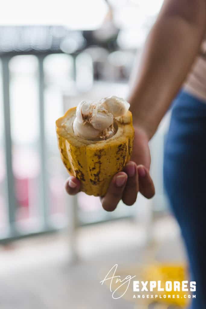 raw cacao
