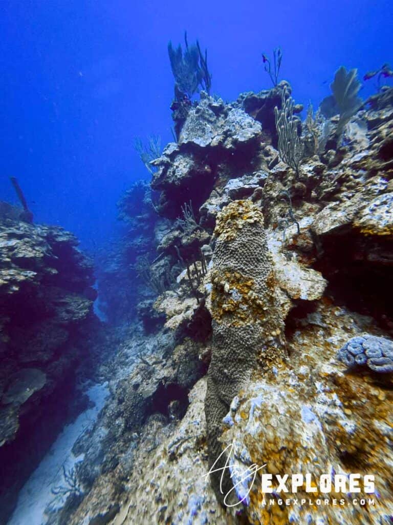 coral at Mayan Princess, Belize