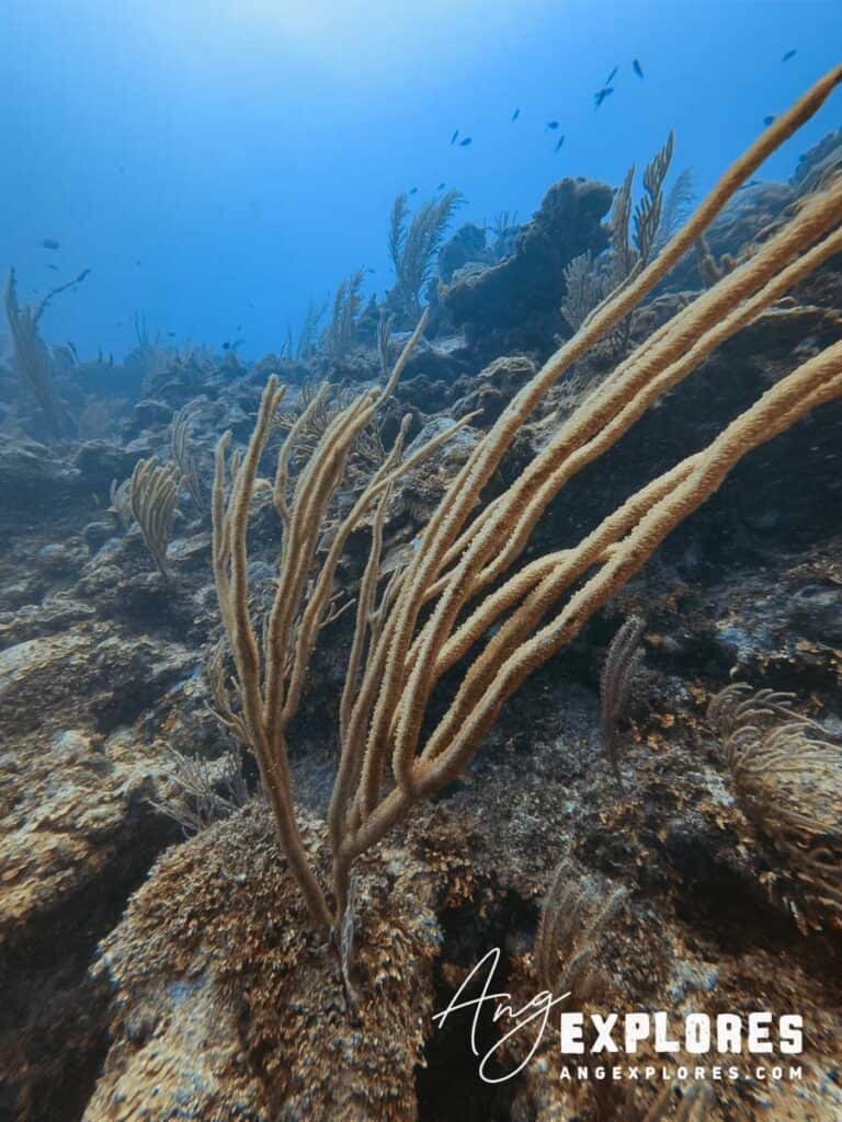 coral in belize