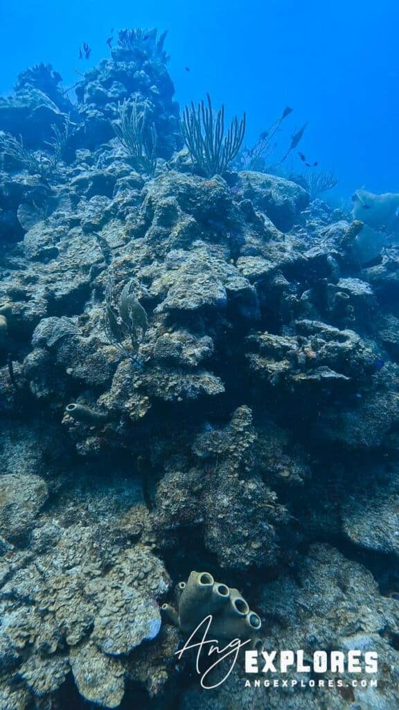 reef at san pedro canyons, belize