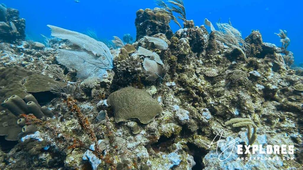 coral in Belize